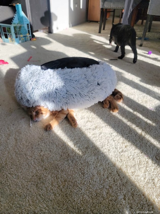 17 Uplifting Pet Photos to Brighten Your Day