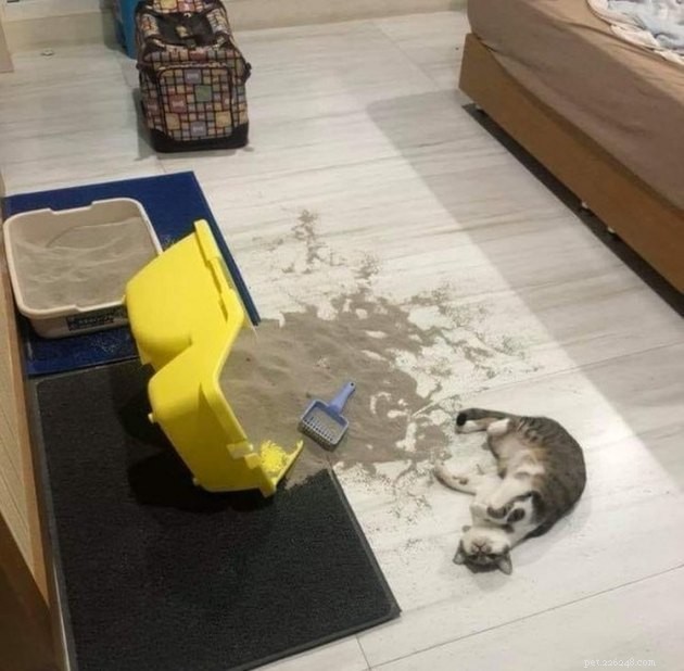 17 Uplifting Pet Photos to Brighten Your Day