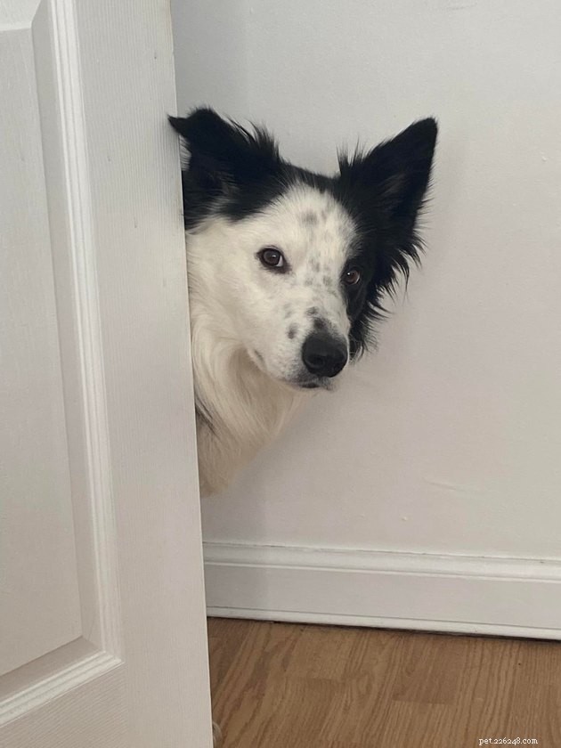 17 Uplifting Pet Photos to Brighten Your Day