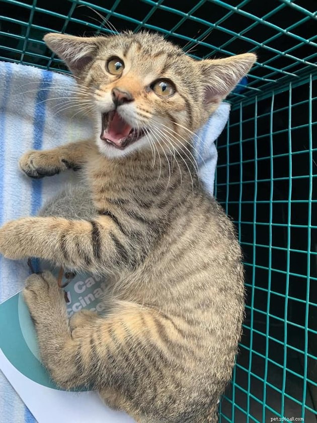 17 Uplifting Pet Photos to Brighten Your Day