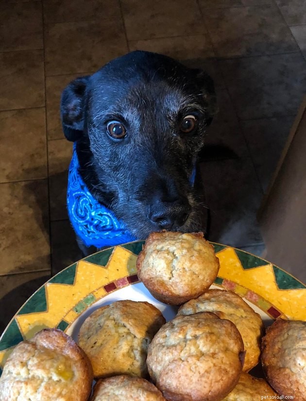 17 Uplifting Pet Photos to Brighten Your Day