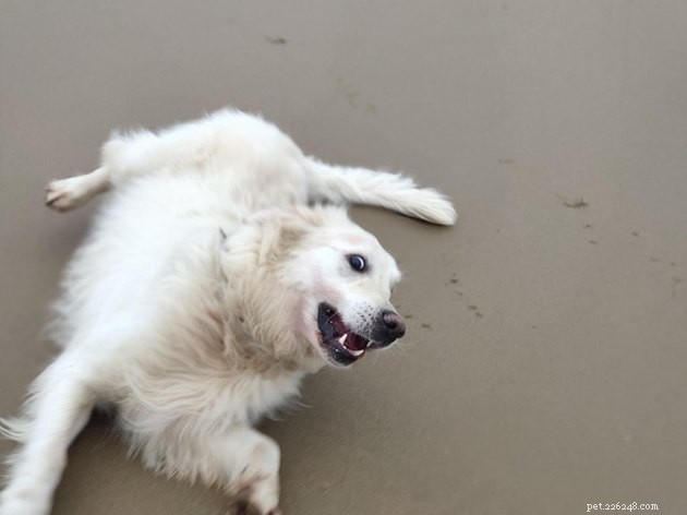 16 Playful Dogs and a Cat Showcase Their Spirited Zooms in This Hilarious Video