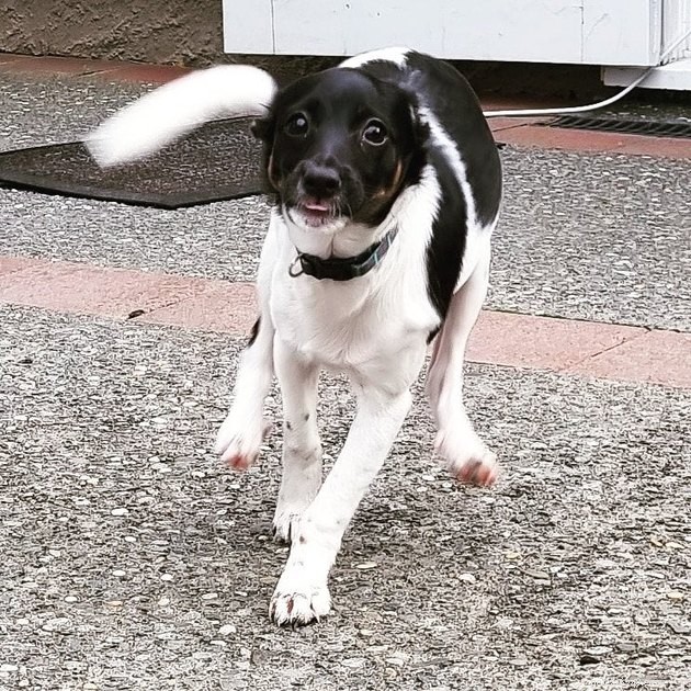 16 Playful Dogs and a Cat Showcase Their Spirited Zooms in This Hilarious Video