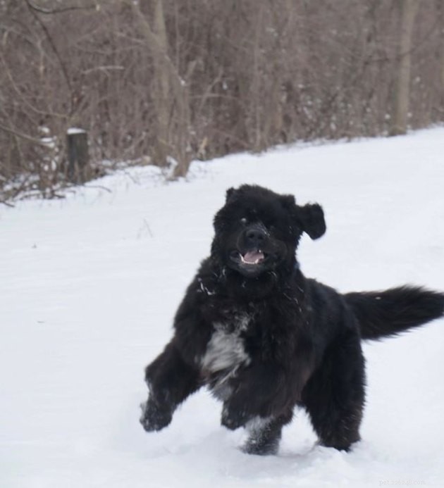 16 Playful Dogs and a Cat Showcase Their Spirited Zooms in This Hilarious Video