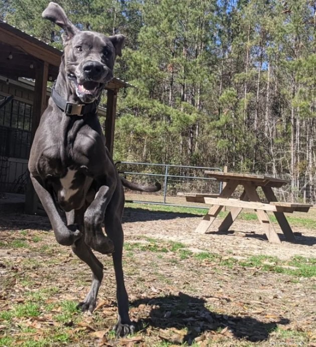 16 Playful Dogs and a Cat Showcase Their Spirited Zooms in This Hilarious Video