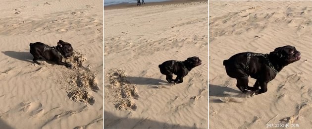 16 Playful Dogs and a Cat Showcase Their Spirited Zooms in This Hilarious Video