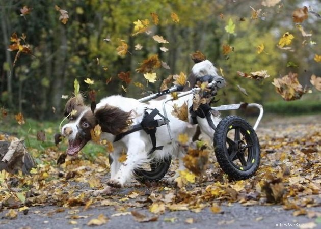 16 Playful Dogs and a Cat Showcase Their Spirited Zooms in This Hilarious Video