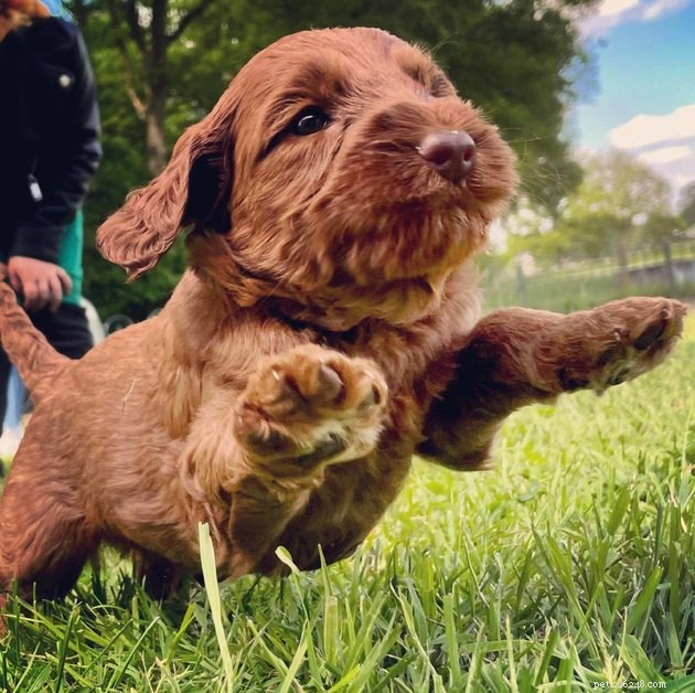 16 Playful Dogs and a Cat Showcase Their Spirited Zooms in This Hilarious Video