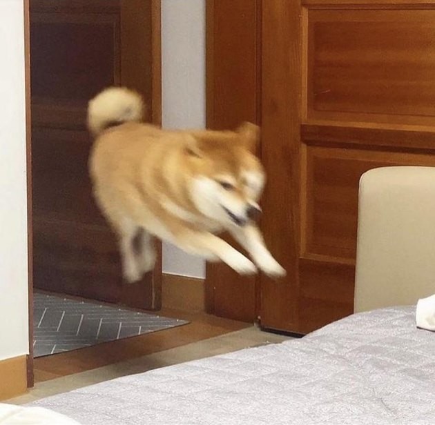 16 Playful Dogs and a Cat Showcase Their Spirited Zooms in This Hilarious Video