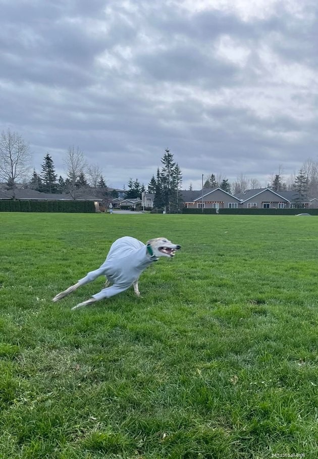 16 Playful Dogs and a Cat Showcase Their Spirited Zooms in This Hilarious Video
