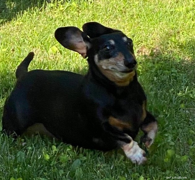16 Playful Dogs and a Cat Showcase Their Spirited Zooms in This Hilarious Video