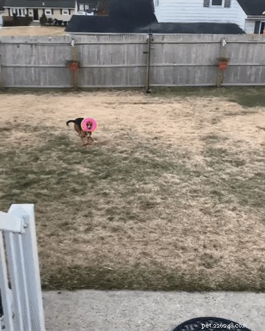 16 Playful Dogs and a Cat Showcase Their Spirited Zooms in This Hilarious Video