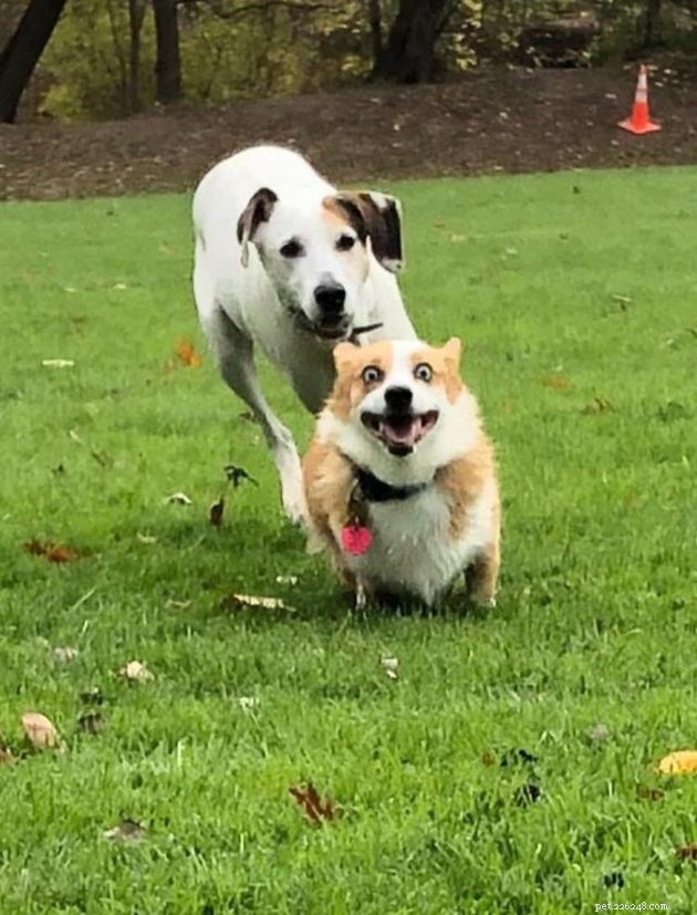 16 Playful Dogs and a Cat Showcase Their Spirited Zooms in This Hilarious Video