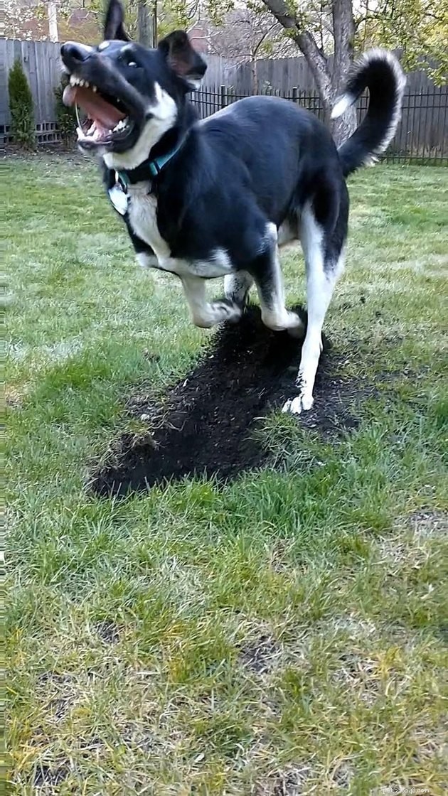 16 Playful Dogs and a Cat Showcase Their Spirited Zooms in This Hilarious Video