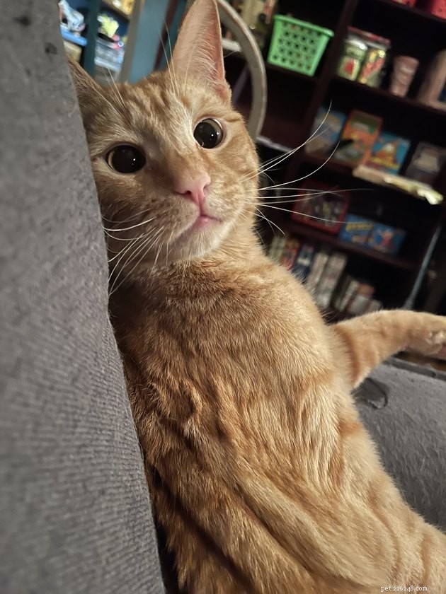 17 Hilarious Pet Photos That Will Make You Smile and Laugh
