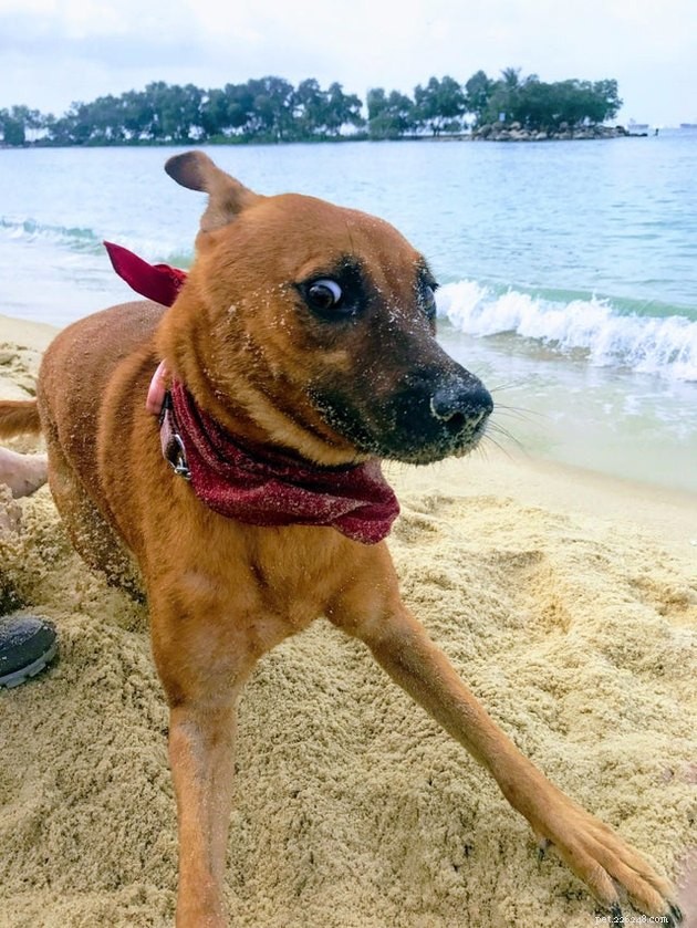 16 Playful Dogs and a Cat Showcase Their Spirited Zooms in This Hilarious Video