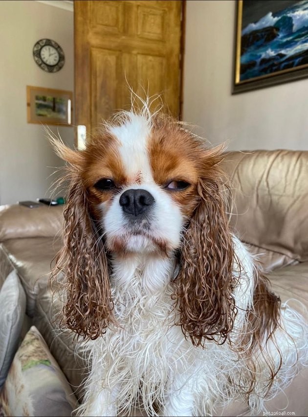17 Hilarious Pet Photos That Will Make You Smile and Laugh