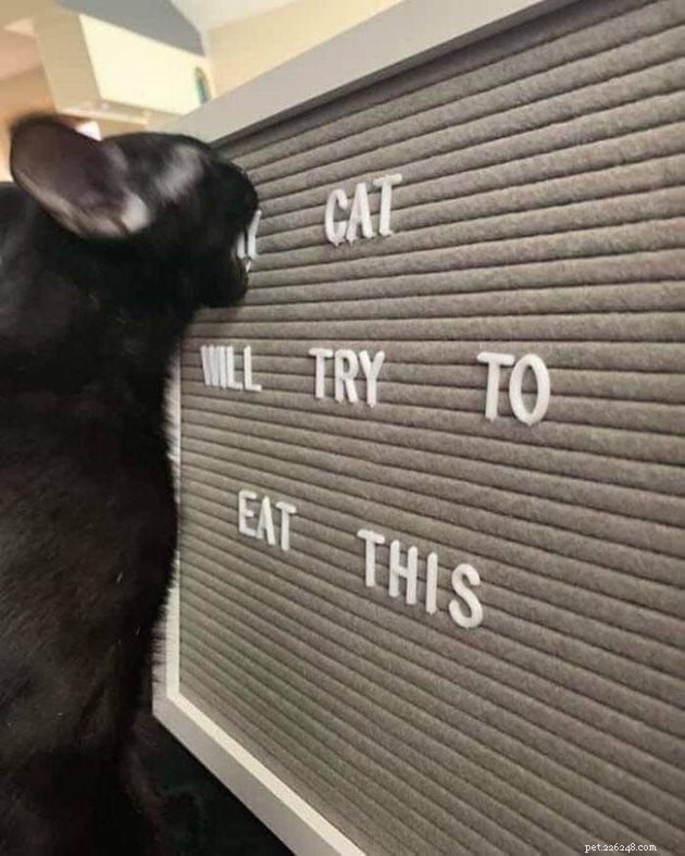 17 Hilarious Pet Photos That Will Make You Smile and Laugh