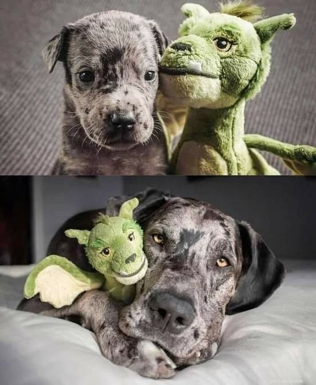 17 Hilarious Pet Photos That Will Make You Smile and Laugh