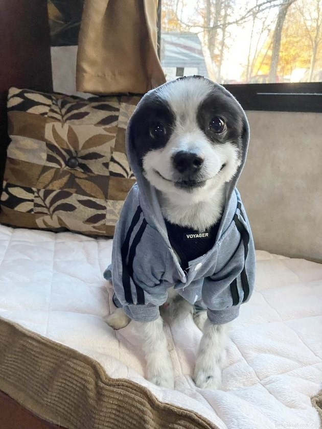 17 Hilarious Pet Photos That Will Make You Smile and Laugh