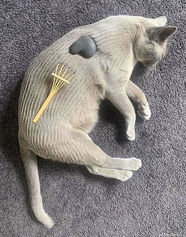 17 Hilarious Pet Photos That Will Make You Smile and Laugh