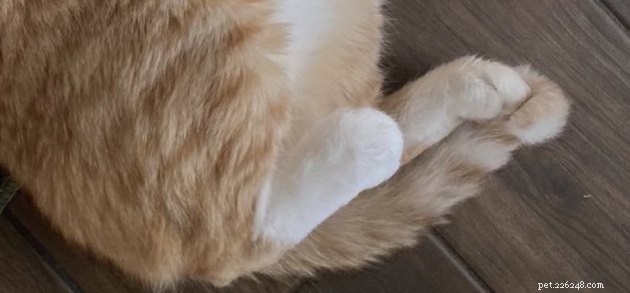 17 Hilarious Pet Photos That Will Make You Smile and Laugh