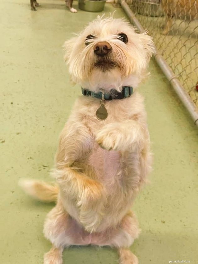 17 Hilarious Pet Photos That Will Make You Smile and Laugh