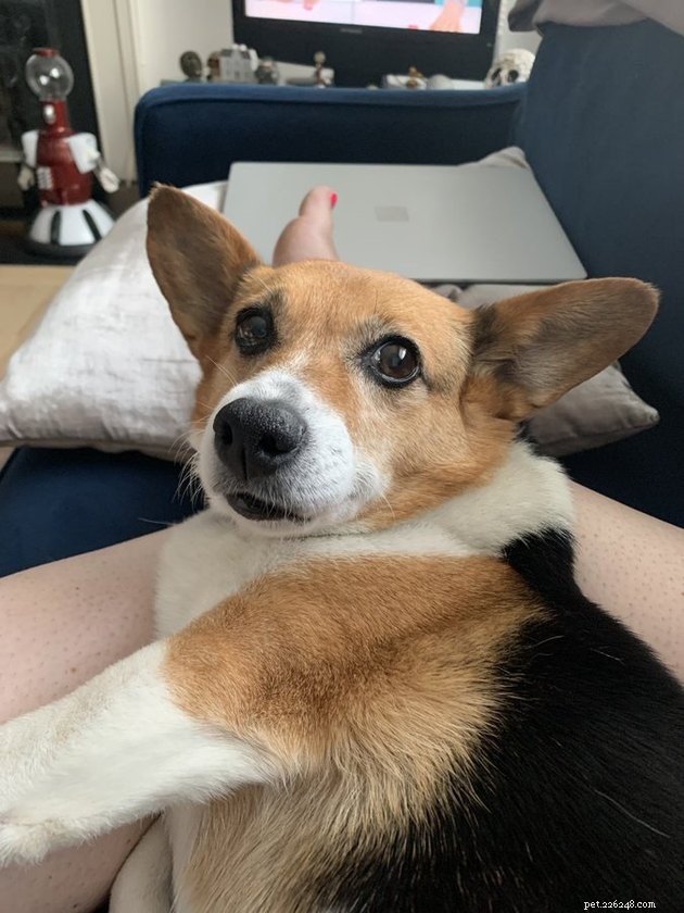 17 Hilarious Pet Photos That Will Make You Smile and Laugh