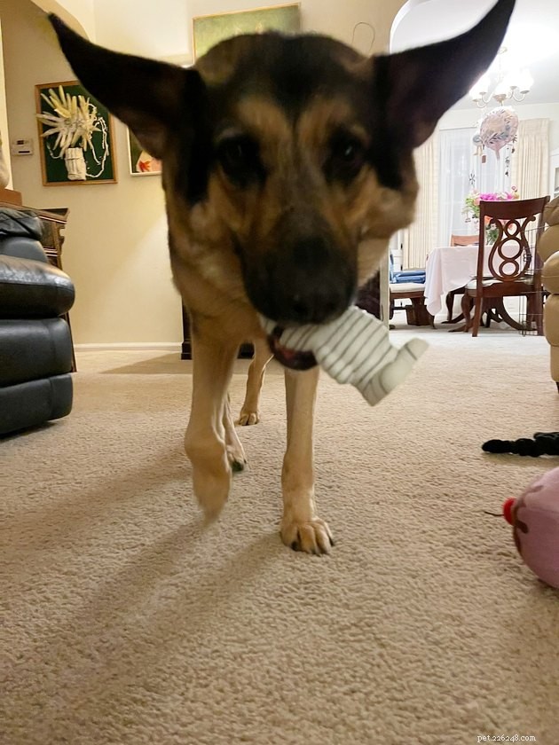 17 Hilarious Pet Photos That Will Make You Smile and Laugh