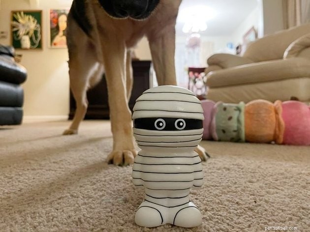 17 Hilarious Pet Photos That Will Make You Smile and Laugh