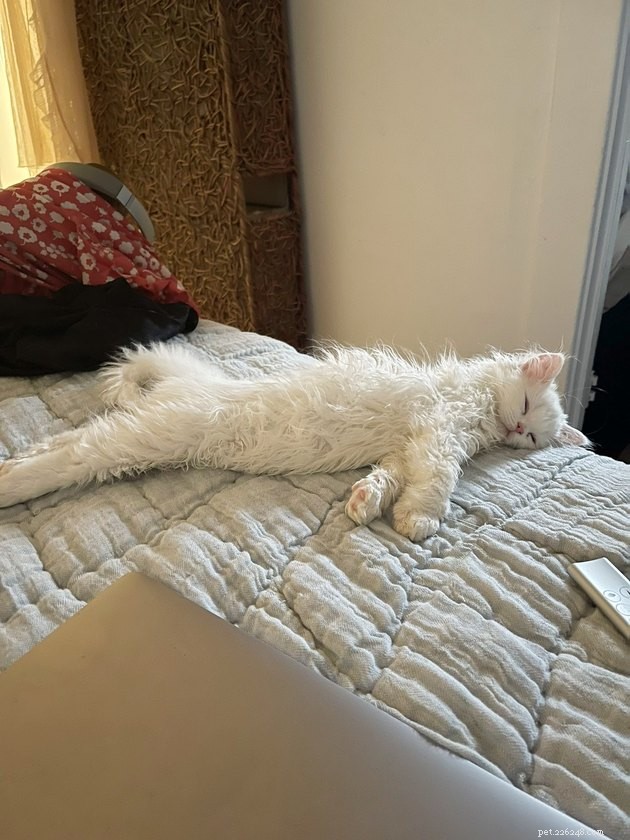 17 Hilarious Pet Photos That Will Make You Smile and Laugh