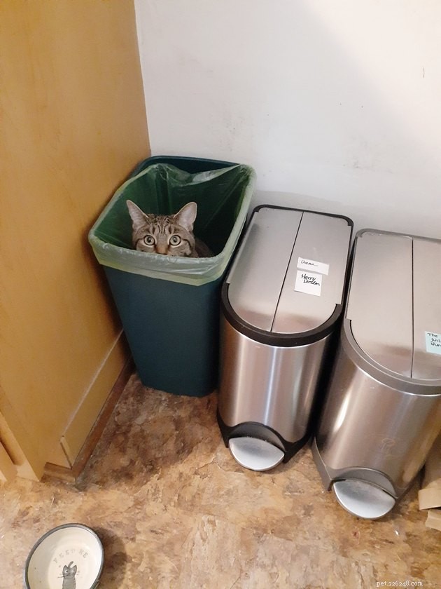 17 Hilarious Pet Photos That Will Make You Smile and Laugh
