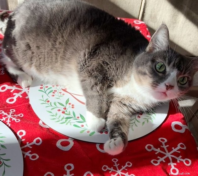 17 Hilarious Pet Photos That Will Make You Smile and Laugh