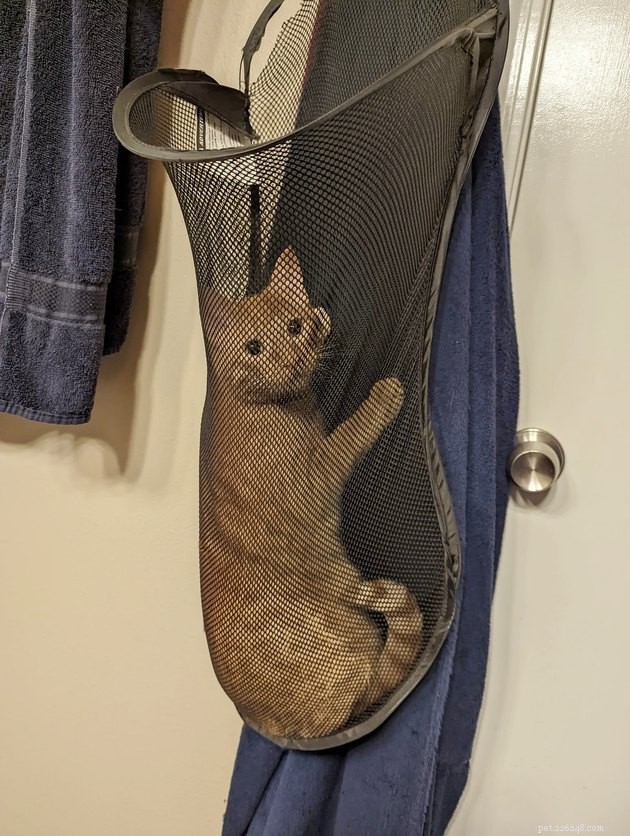 17 Heartwarming Pet Photos Guaranteed to Brighten Your Day