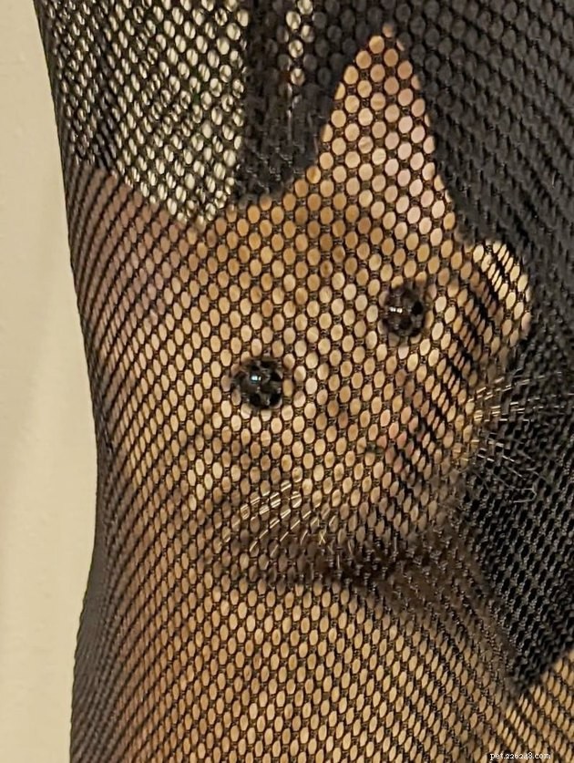17 Heartwarming Pet Photos Guaranteed to Brighten Your Day