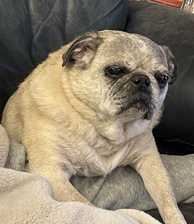 17 Heartwarming Pet Photos Guaranteed to Brighten Your Day