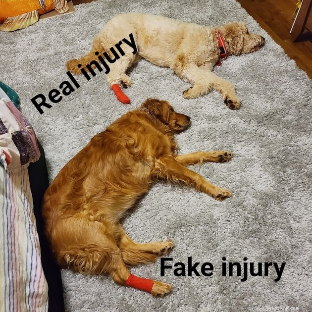 17 Heartwarming Pet Photos Guaranteed to Brighten Your Day