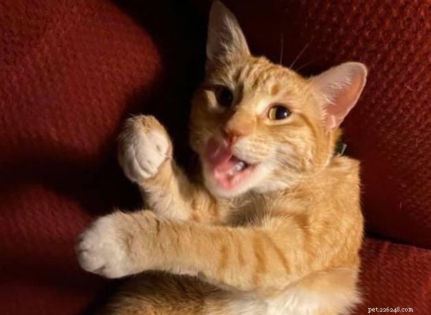 17 Heartwarming Pet Photos Guaranteed to Brighten Your Day