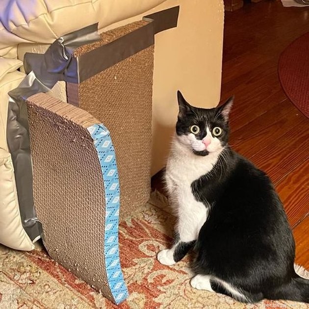 17 Heartwarming Pet Photos Guaranteed to Brighten Your Day