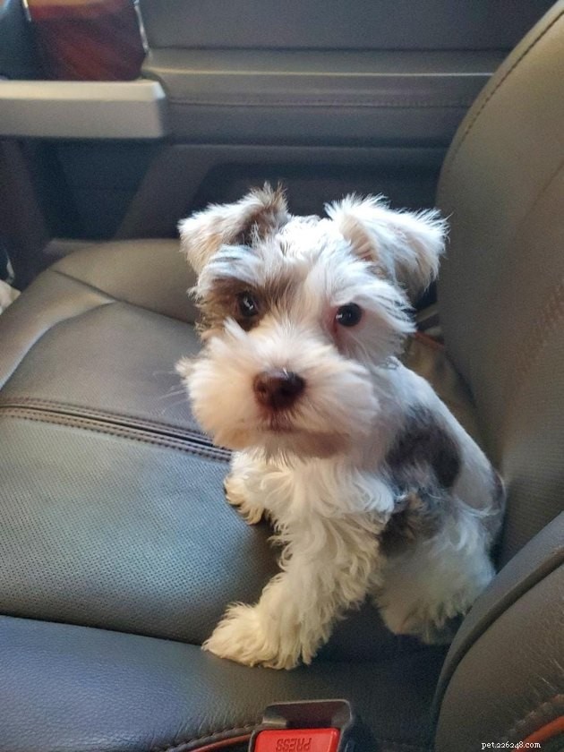 17 Heartwarming Pet Photos Guaranteed to Brighten Your Day