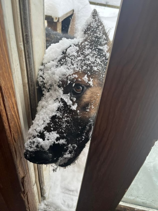 17 Heartwarming Pet Photos Guaranteed to Brighten Your Day