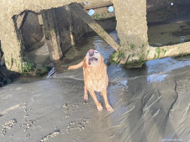 15 Adorable Pet Action Shots That Will Brighten Your Day