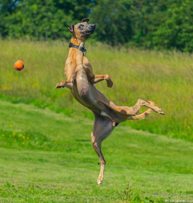 15 Adorable Pet Action Shots That Will Brighten Your Day