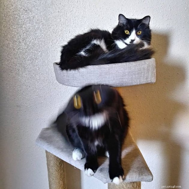 15 Adorable Pet Action Shots That Will Brighten Your Day
