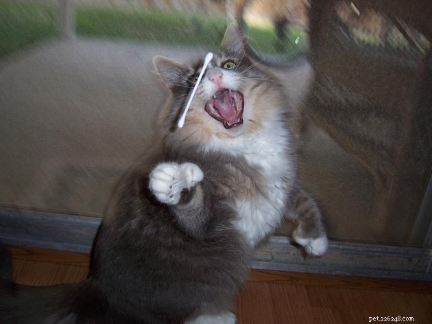 15 Adorable Pet Action Shots That Will Brighten Your Day