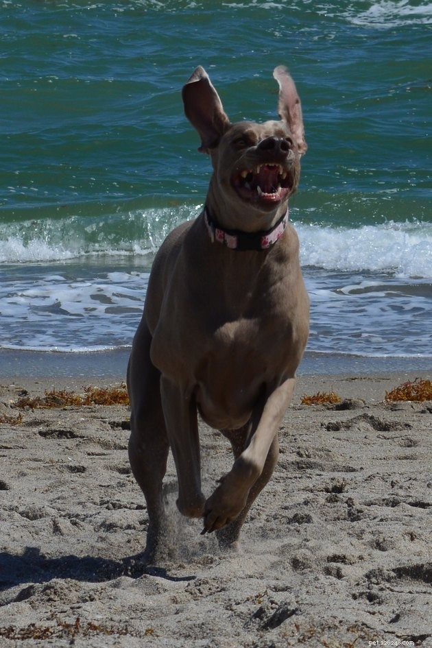 15 Adorable Pet Action Shots That Will Brighten Your Day