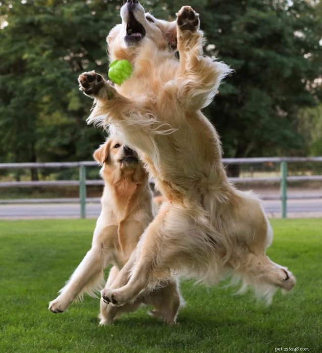 15 Adorable Pet Action Shots That Will Brighten Your Day