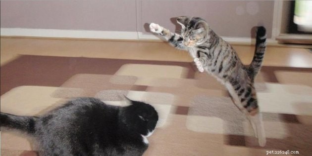 15 Adorable Pet Action Shots That Will Brighten Your Day
