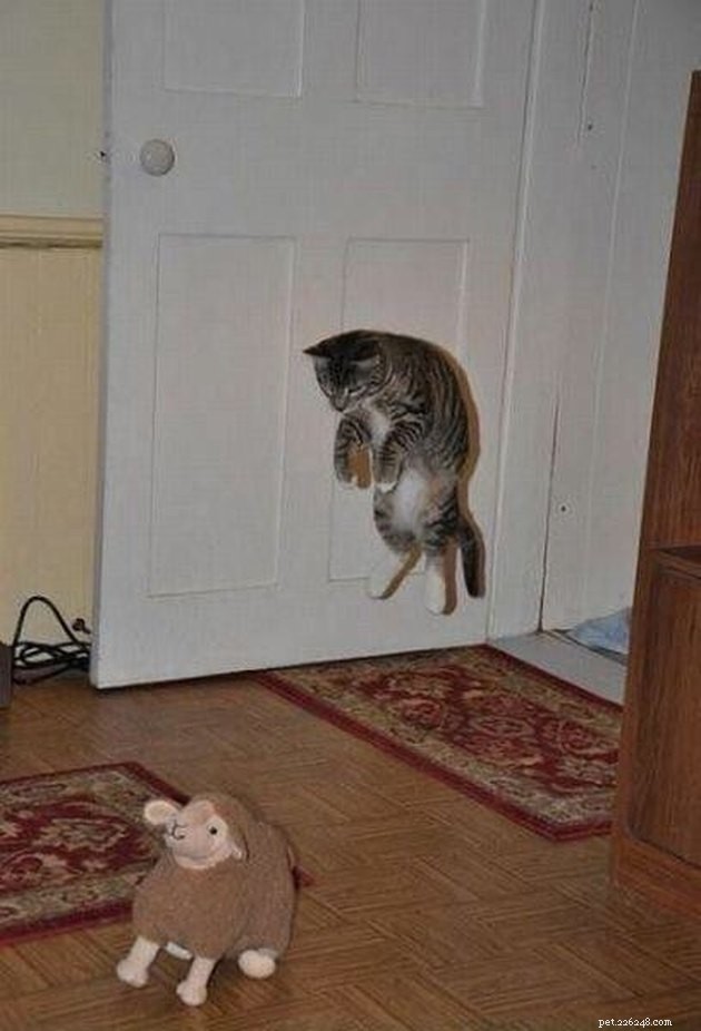 15 Adorable Pet Action Shots That Will Brighten Your Day