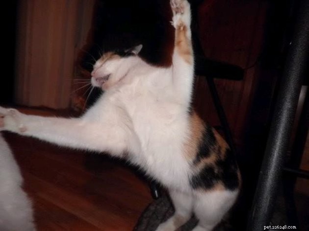 15 Adorable Pet Action Shots That Will Brighten Your Day